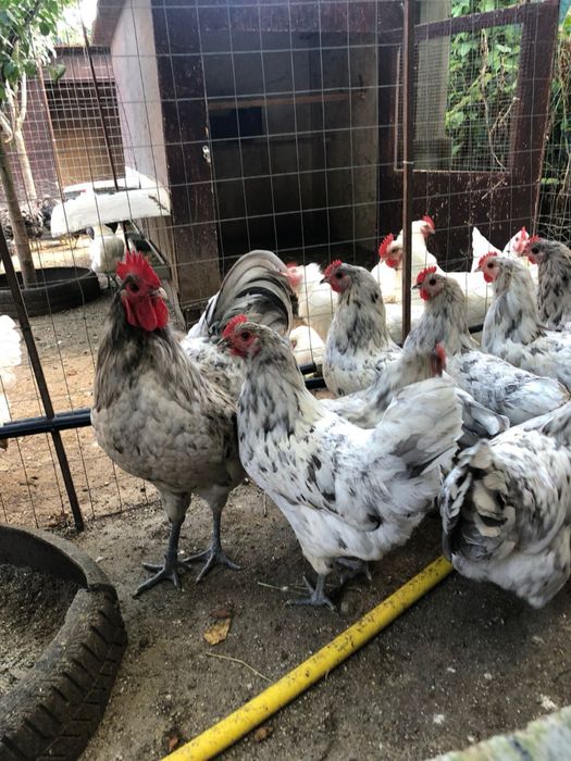 Oua incubat australorp alb splash albastru negru, plymouht, araucana