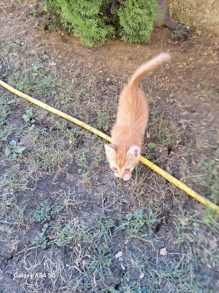 Se da spre adopție un pui de pisica portocalie .