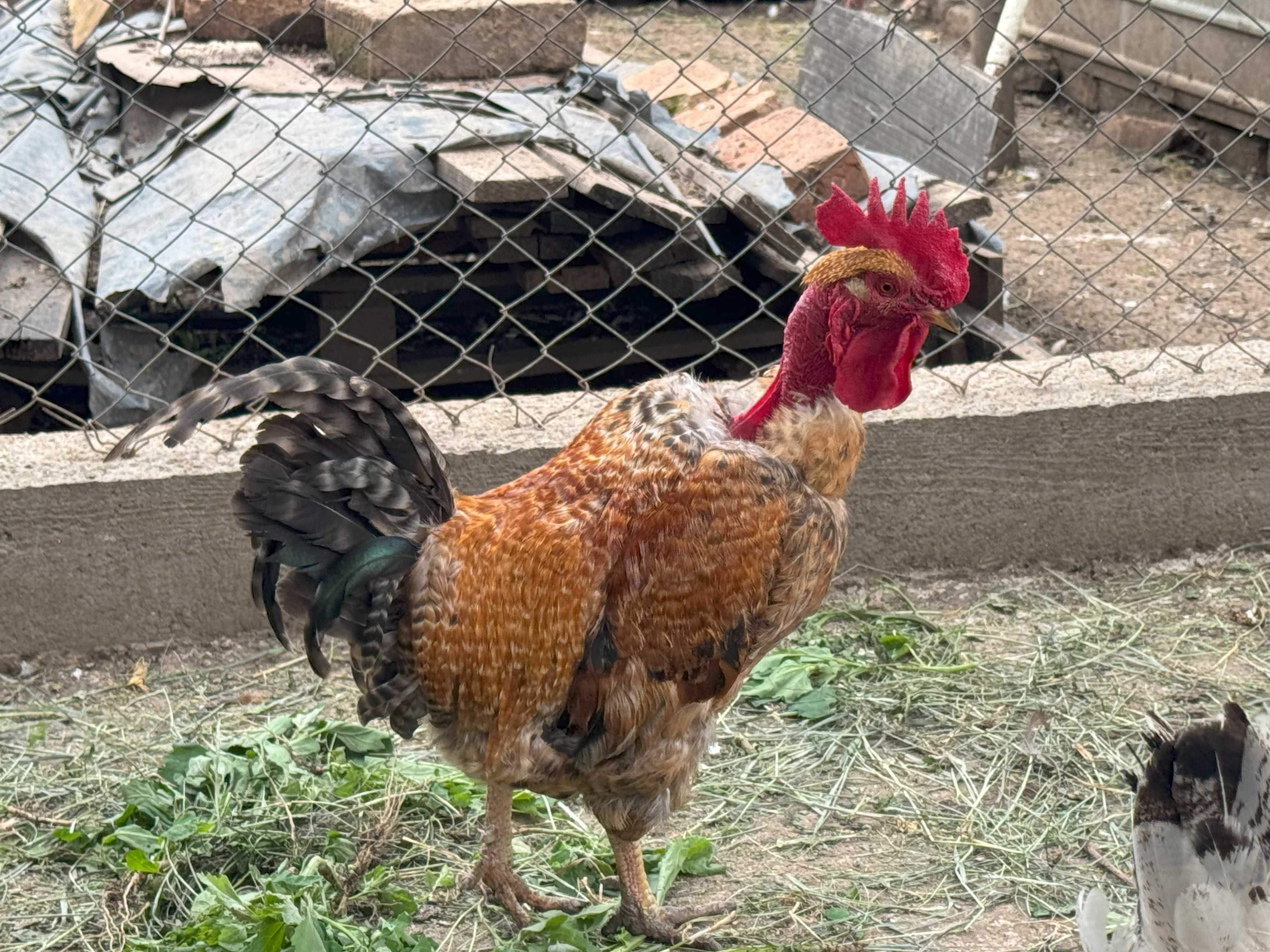 Cocosi de vanzare