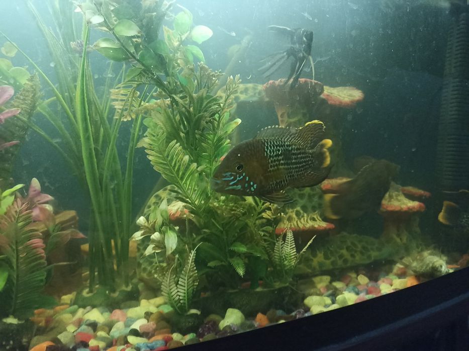 Продаю хищников цена договорная