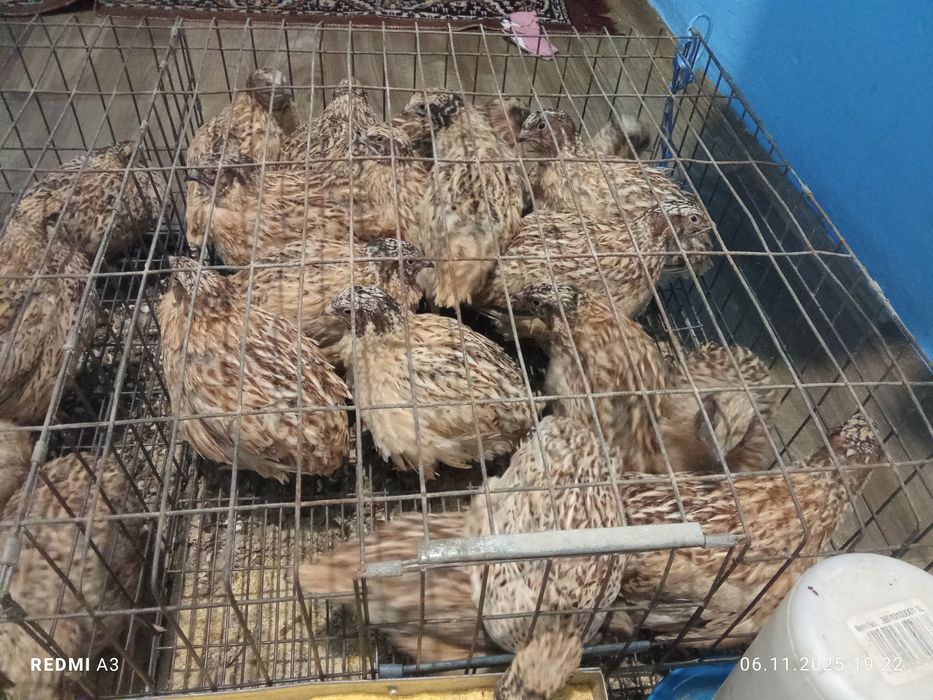 Vând masculi sau dau la schimb pe alt ceva