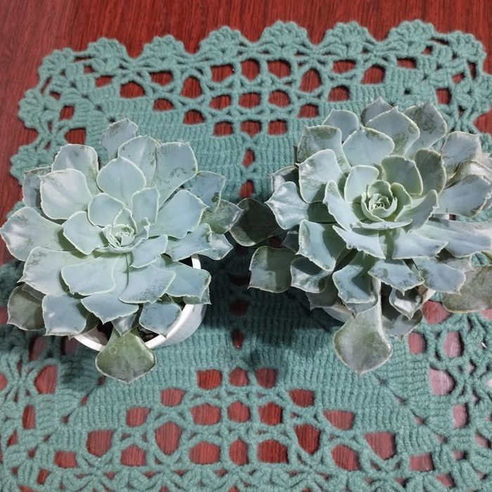 Комнатный цветок Эхиверия .