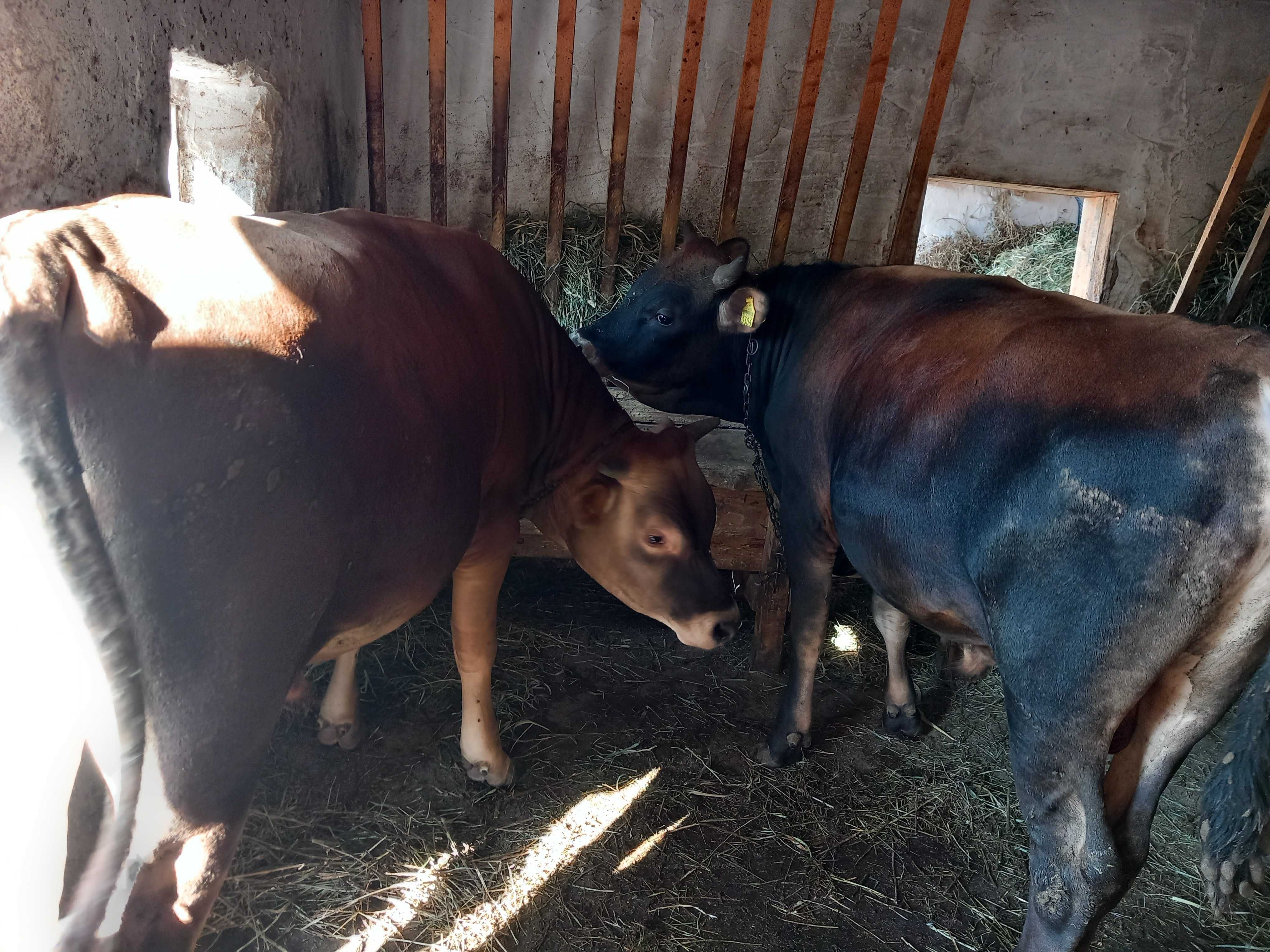 Vand tauri 6 bucati