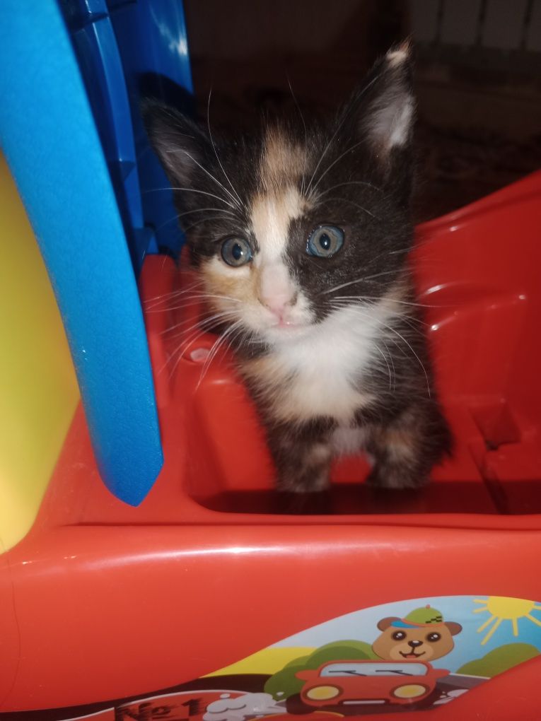 Котик продается.