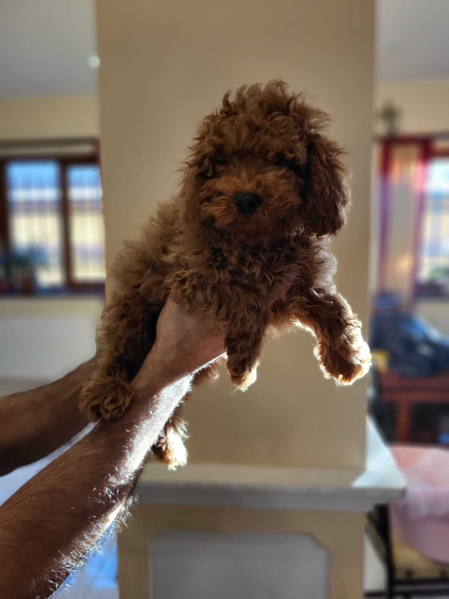 Caniche Toy Roscat mascul