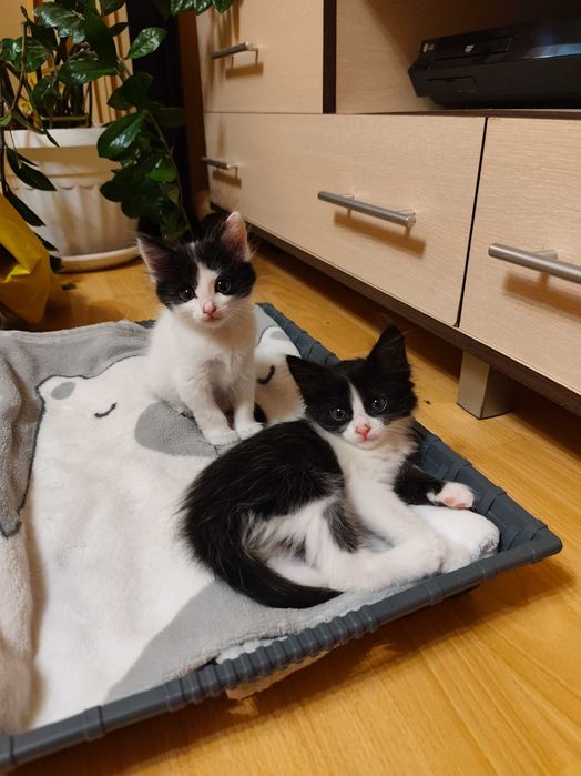 Подарявам котенца!