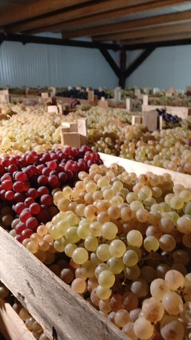 Ceasla, Striguri de masa, Camera frigorifica, Panciu, Vrancea, direct