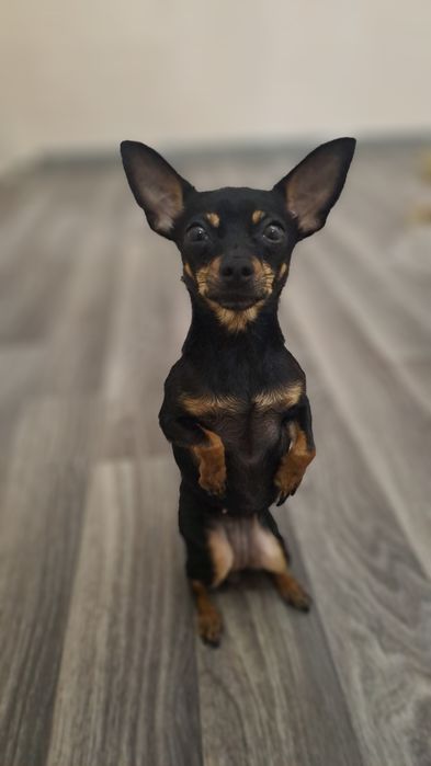 Русский Той терьер мини