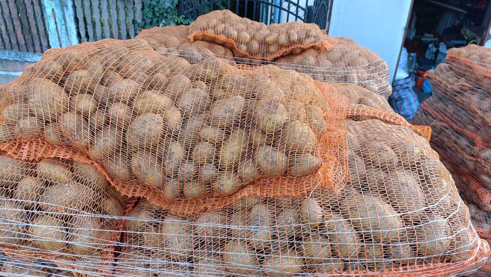 cartofi de samanta inmultire I, soiuri Riviera si Carera Carrera