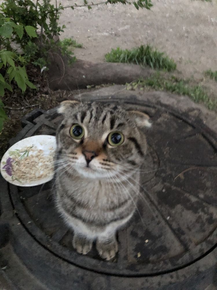 Ласковый котик ищет дом!