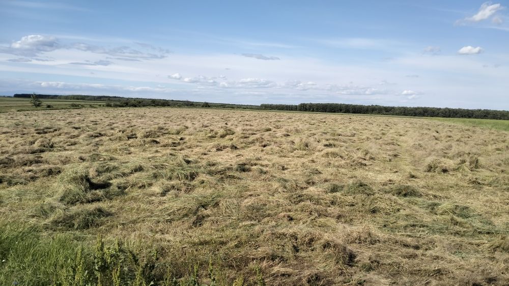 Vând baloți, dreptunghiulari 100x50x40cm, lucernă, fân, ovăz, 7 plante