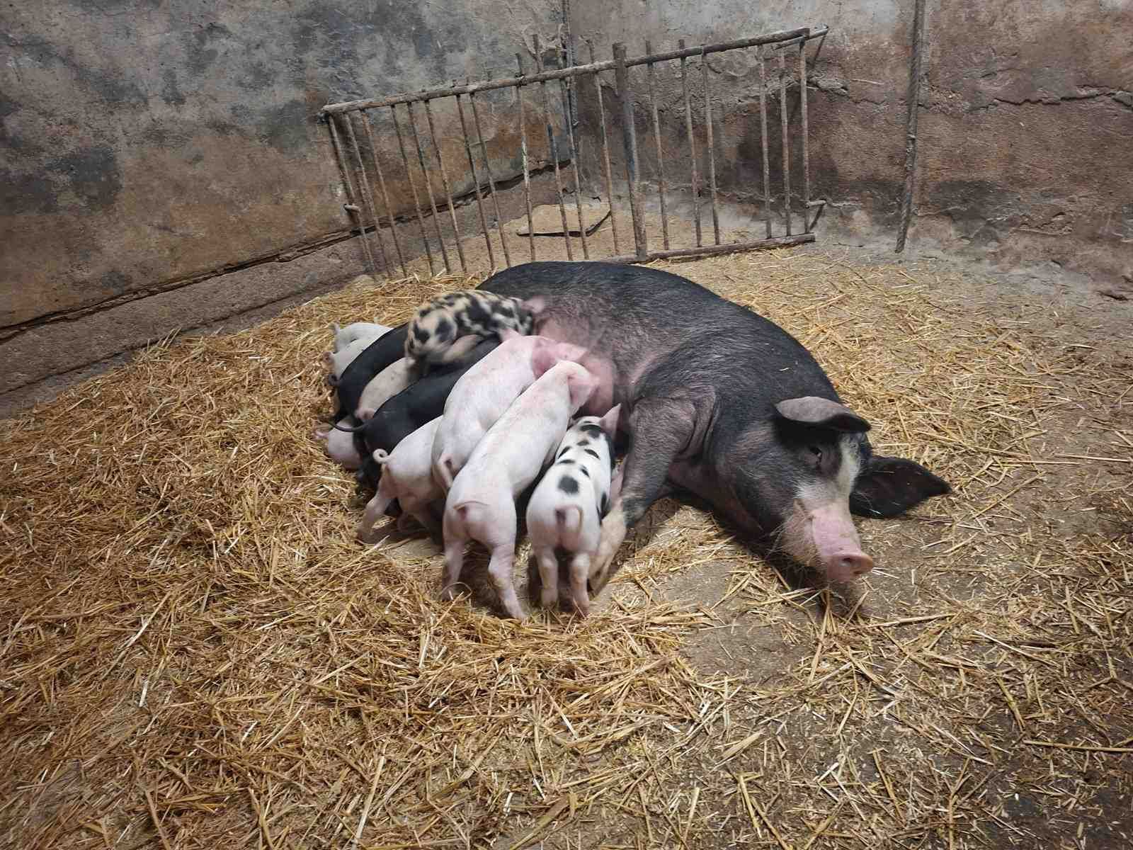 Свиня с 13 прасета