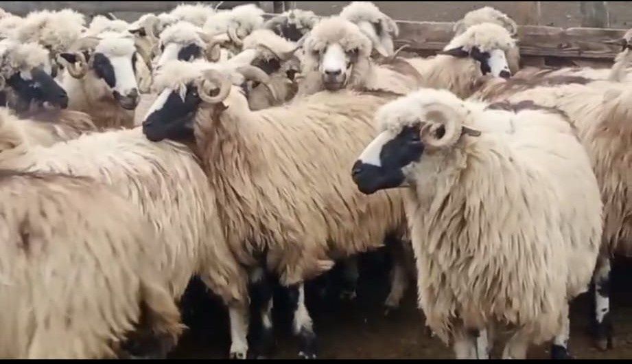 Oi țurcane de vânzare