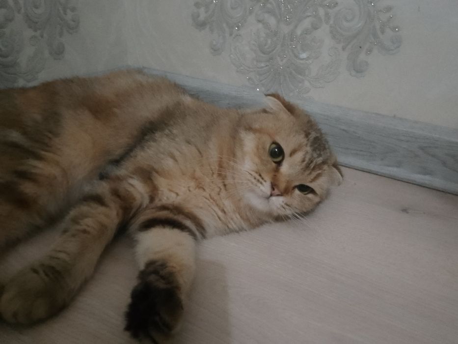 Britansky Shinshila Qiz Mushuk