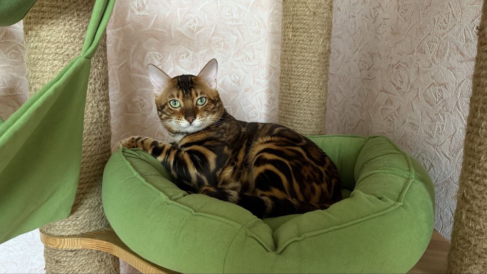 Бенгальский кот. Вязка.