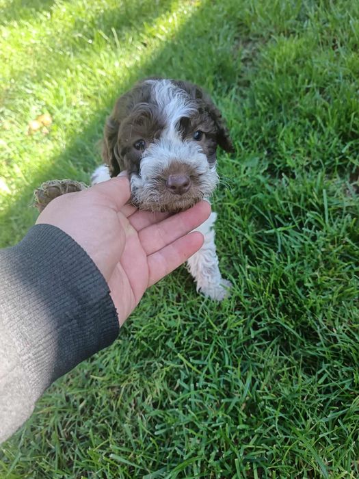 Чистокръвни лагото