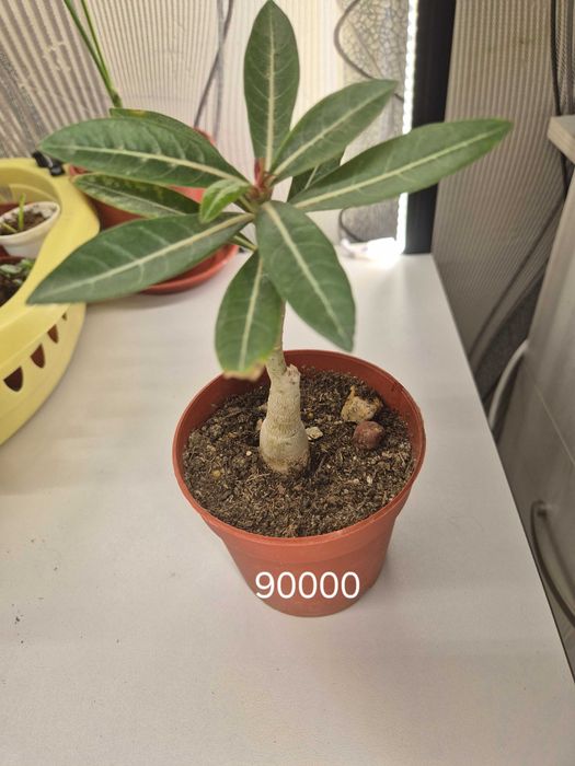 Продаётся комнатные цветы