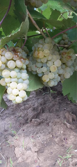 Vand struguri de vin