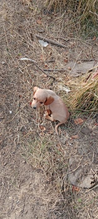 Такса срочно продам