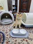 Britan shinshilla sotiladi NY12
