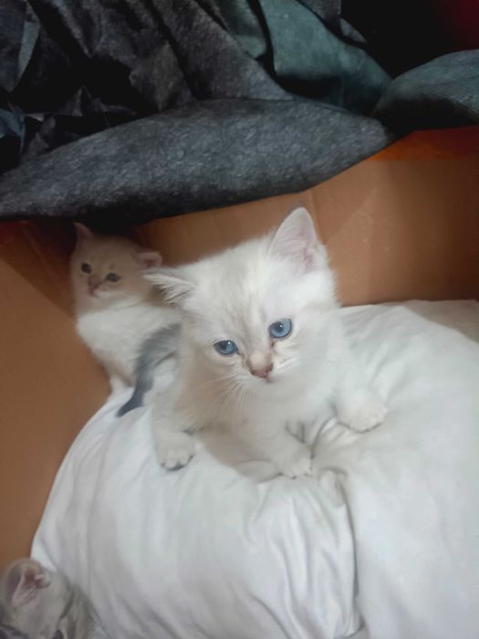 Puiuț British shorthair