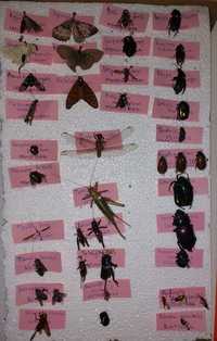 Vând insectar 25 specii