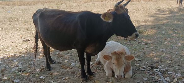 крави бици и телета