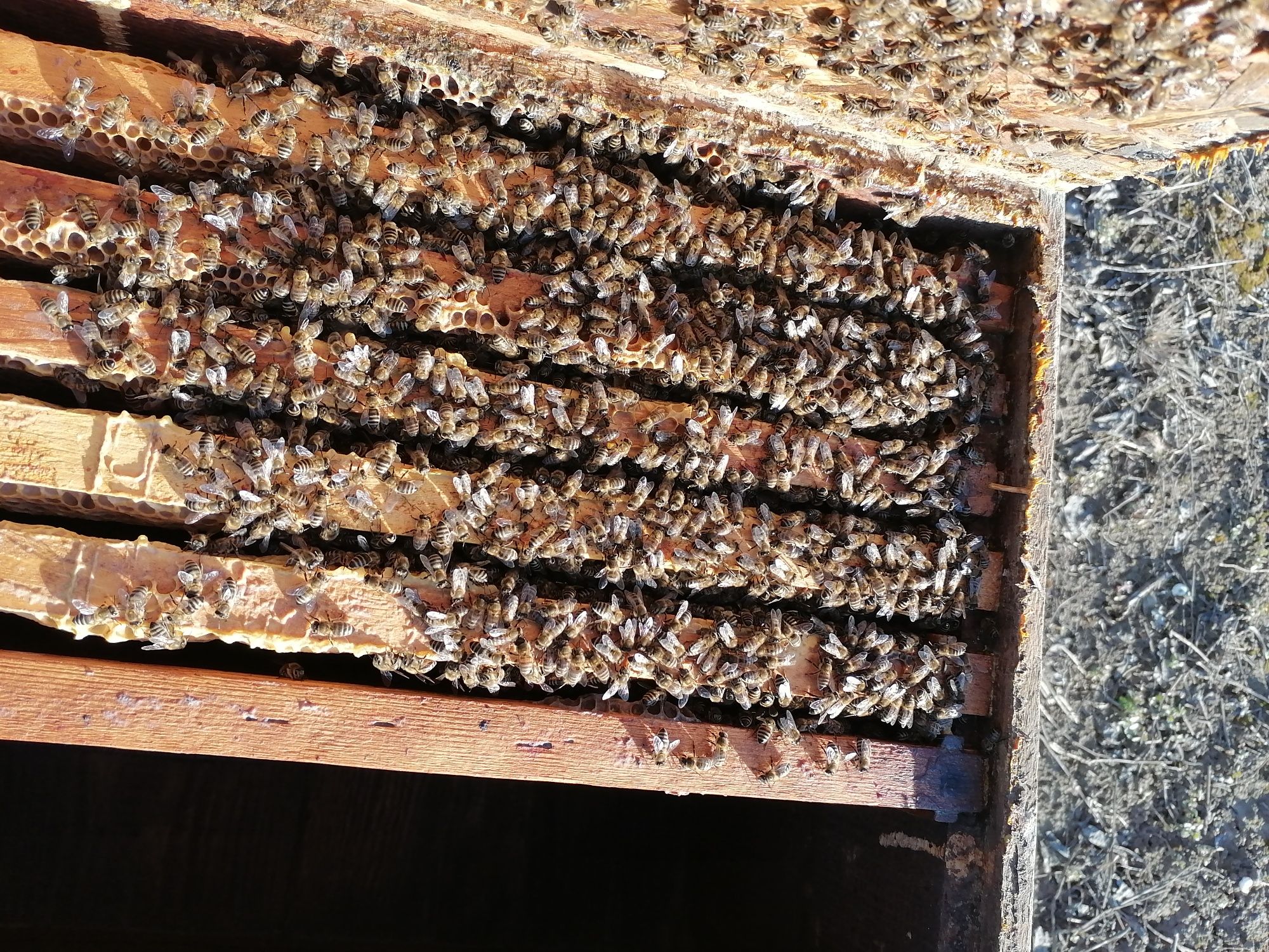 100 Familii albine începind cu 1aprilie. Roiuri și Matci