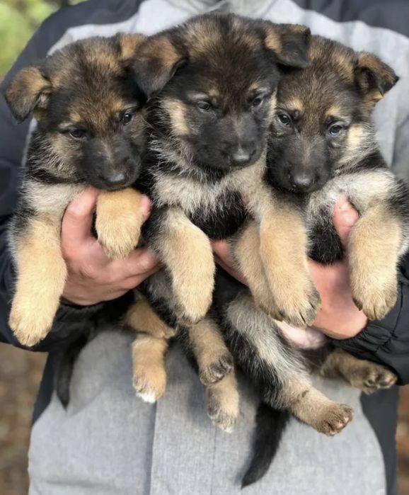 Щенки Немецкой Овчарки