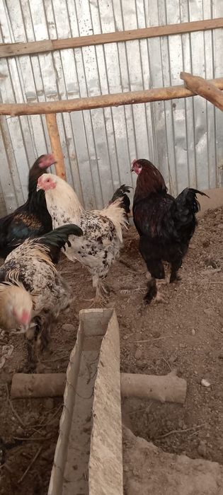 Хурозлар сотилади