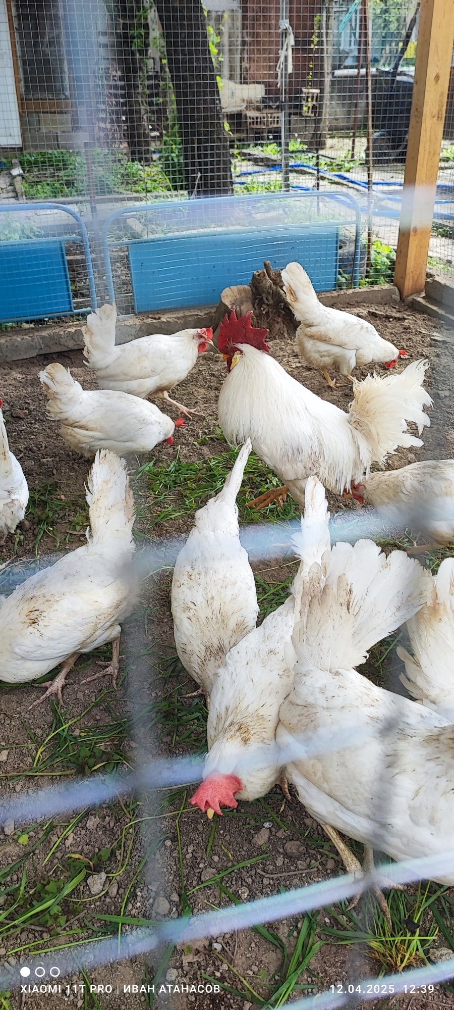 Продавам разплодни яйца
