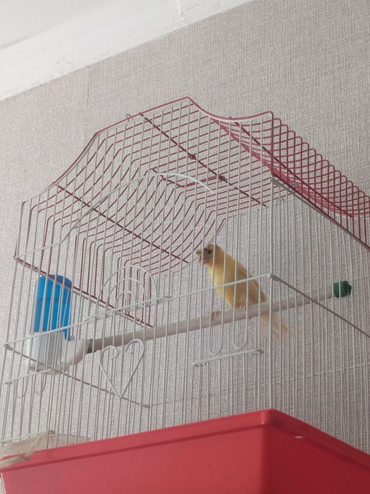 Канареке фсе паюший здоровый