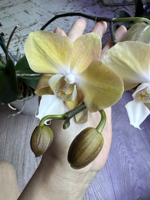 Продам цветущую орхидею