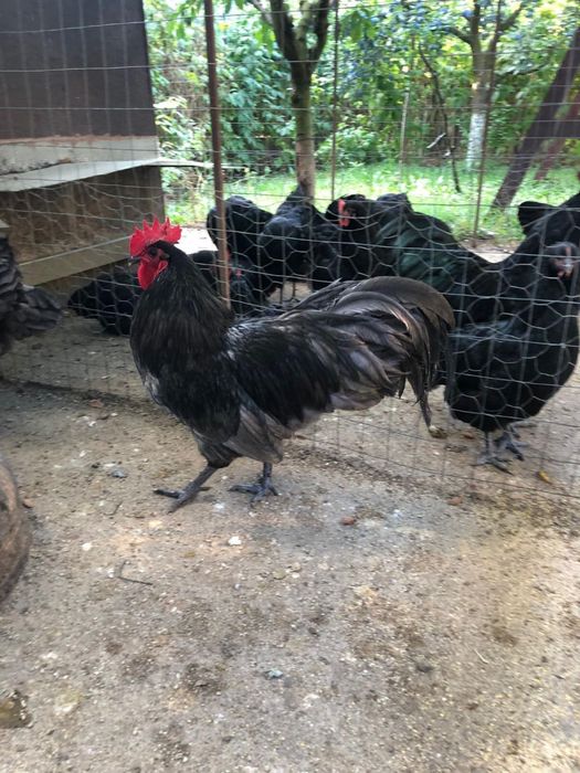 Oua araucana australorp plymouth