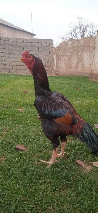 Карея хороз сотилади