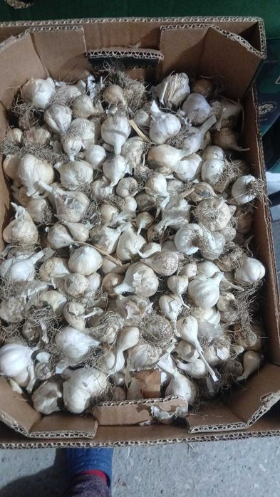 Usturoi românesc de vanzare