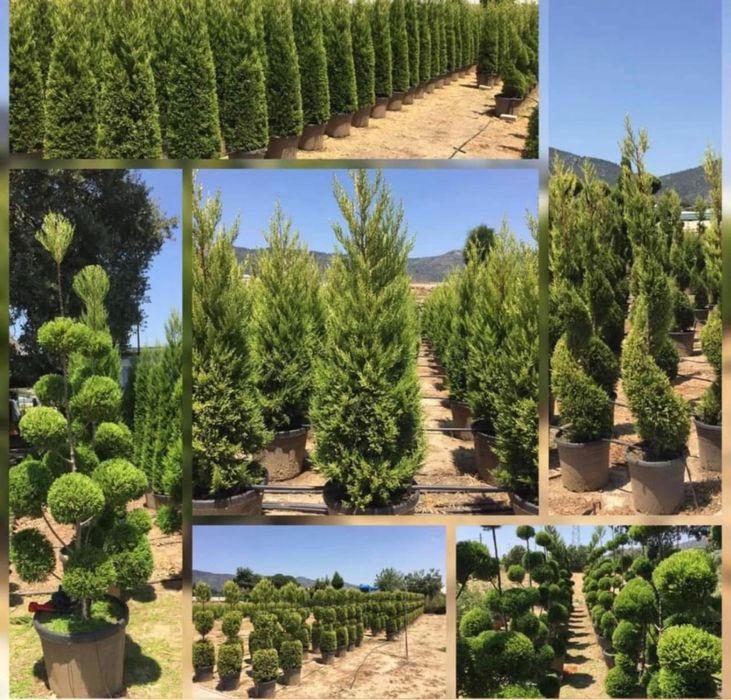 Plante ornamentale de doferite varieatatii