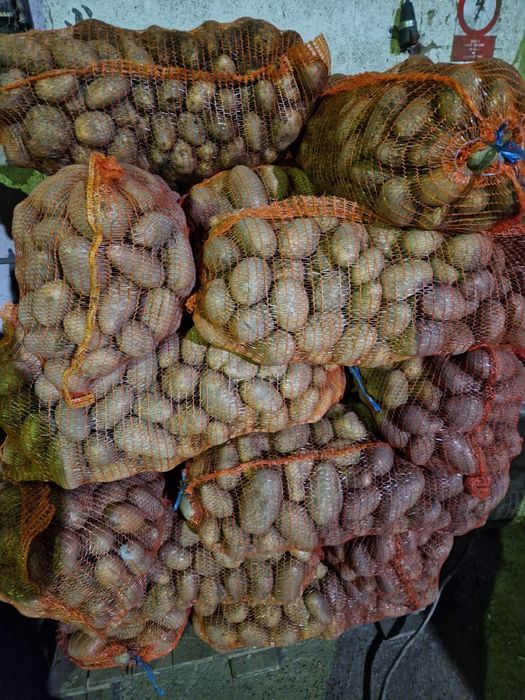 Cartofi calitatea 1,, alb Carrera și Captiva