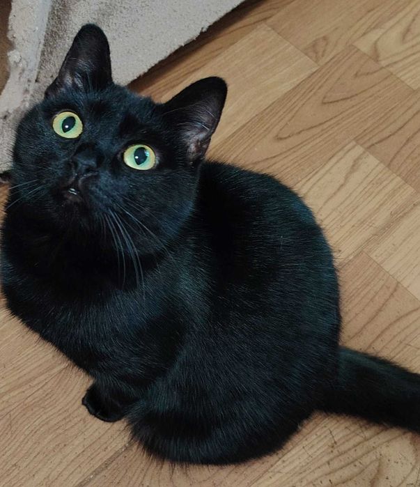 Ласковая Марта ждет свою семью, лоток знает. Умная кошечка.