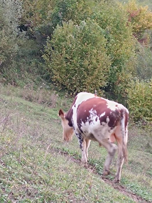 Taur bălțat bun de monta