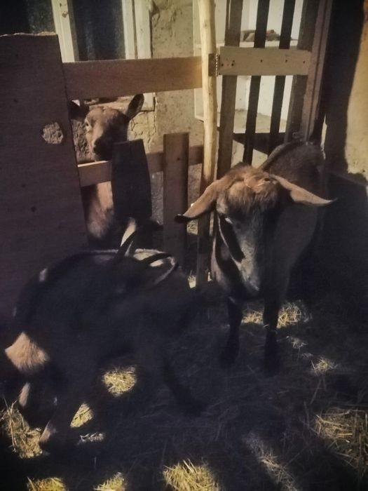 Vând capre alpine franceze