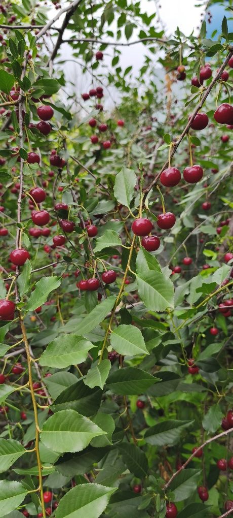 Продам вишню с доставкой, Уральск ЗКО