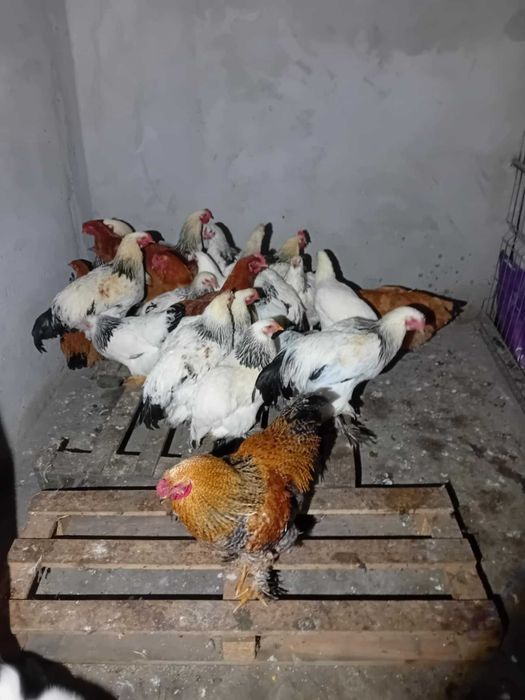 Vand cocosi din primavara