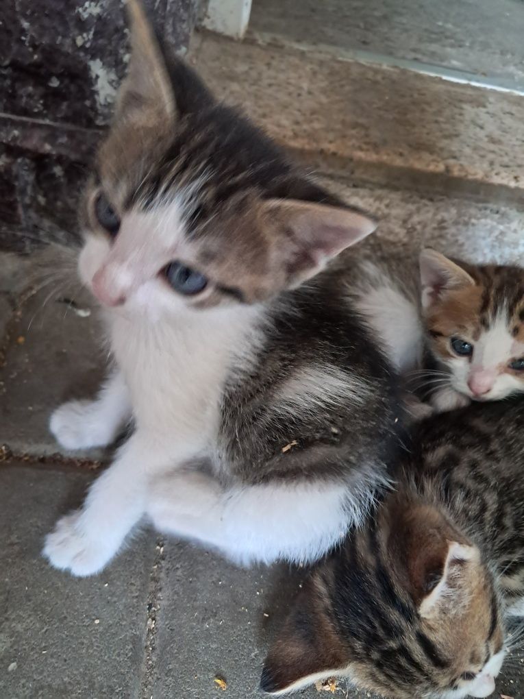 Donez pisici jucăuși