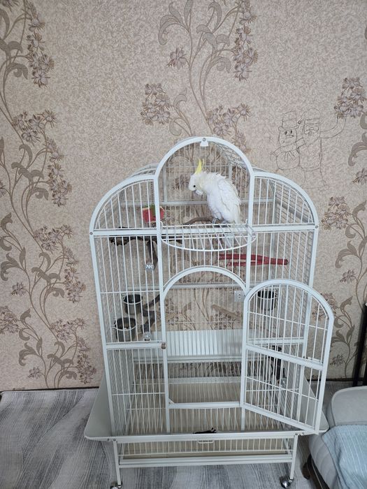 Говорящий попугай какаду – дружелюбный, игривый и весёлый!