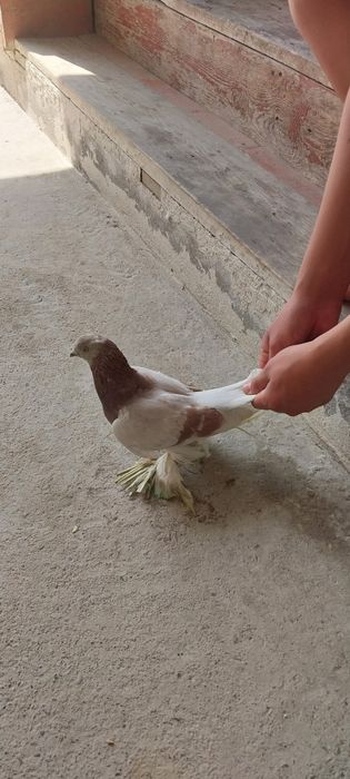 Продаётся голубь