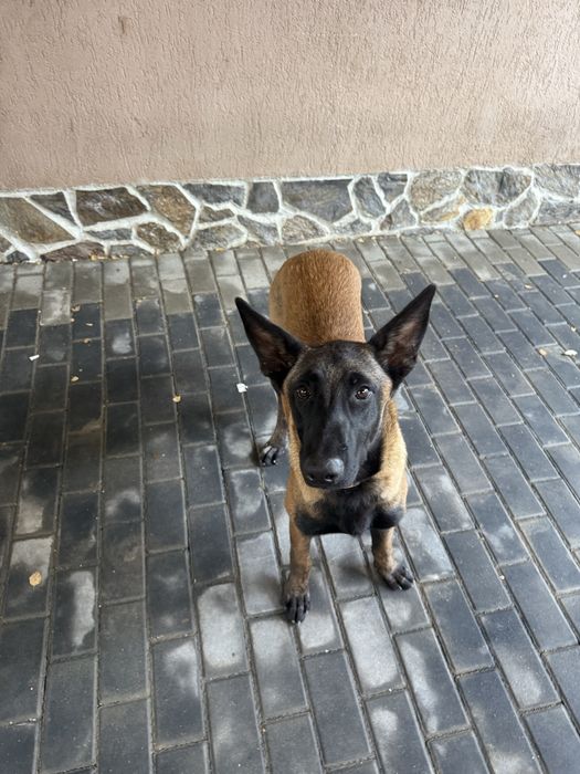 Vand femela ciobnesc belgian malinois