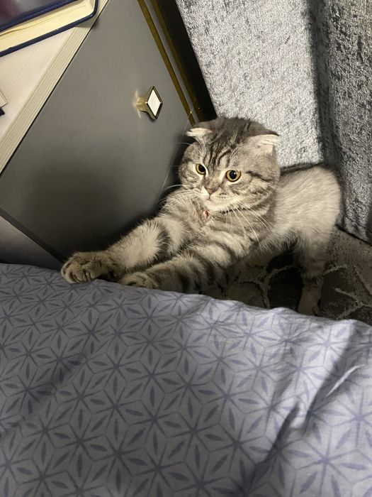 Mushuk Vislouxiy sotiladi Ogil bola