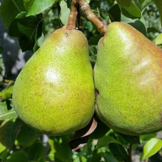 Par (Soiul Decana Comisiei )