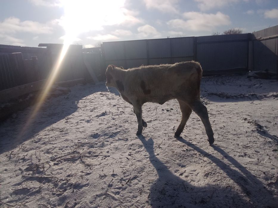 Продам подсосную тёлочку 7 месяцев